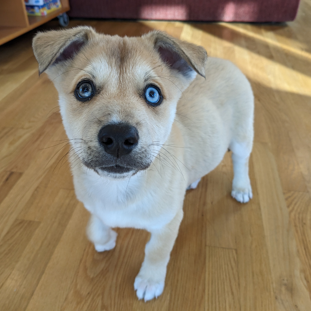 Pet of the Week Date.png