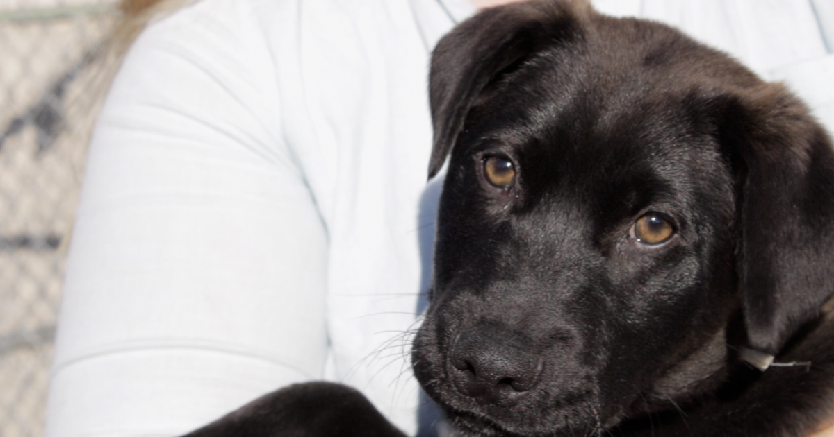 Humane Society of Western Montana in need of donations Humane Society of Western Montana in need of donations