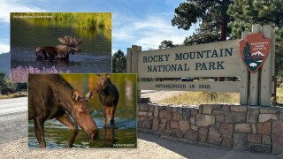 moose in rocky mountain national park