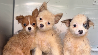 101 dogs rescued in North Carolina