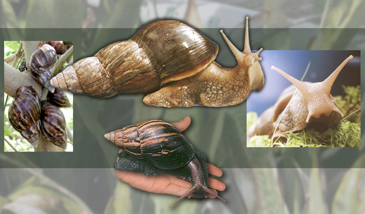 African Land Snails