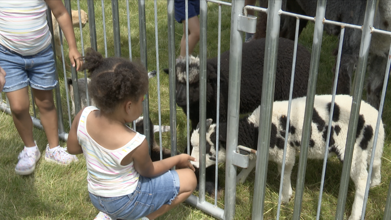 baby sheep get fed at petting zoo