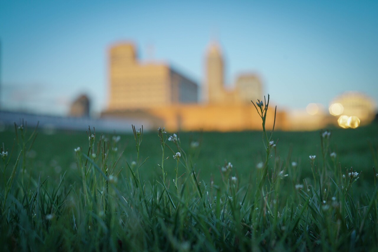flowers-city background blurred.jpg