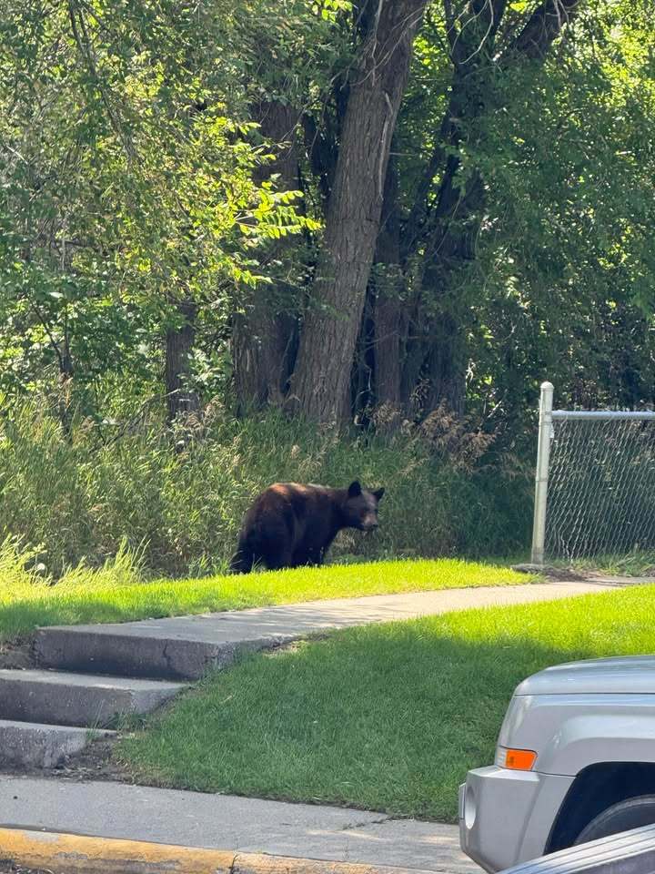 ssbear4.jpg