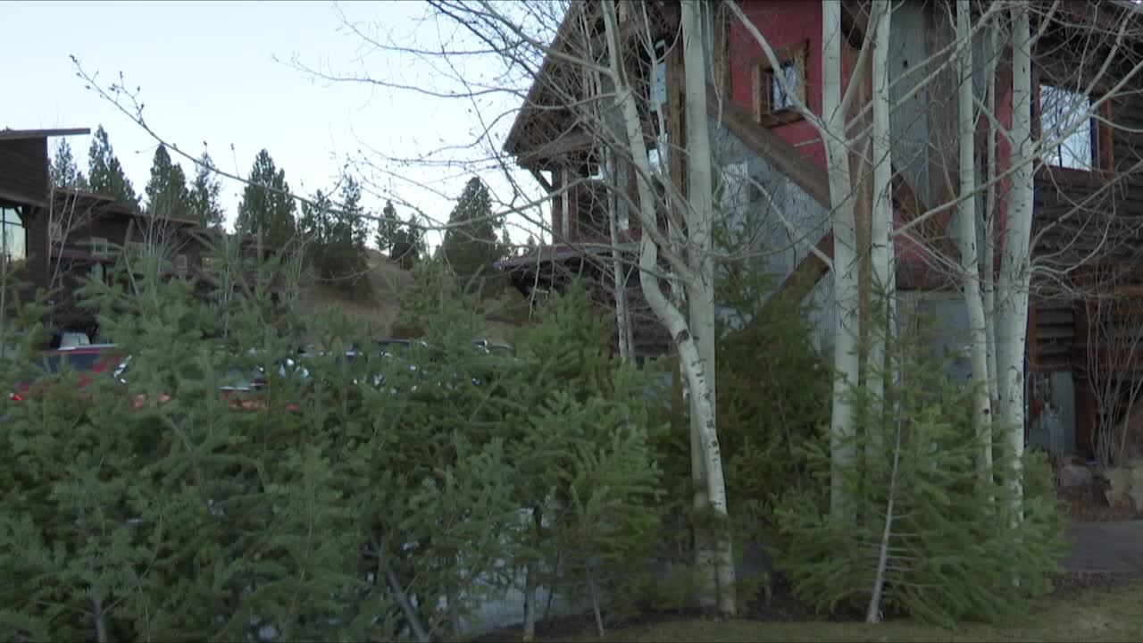 Lolo Peak Brewery trees