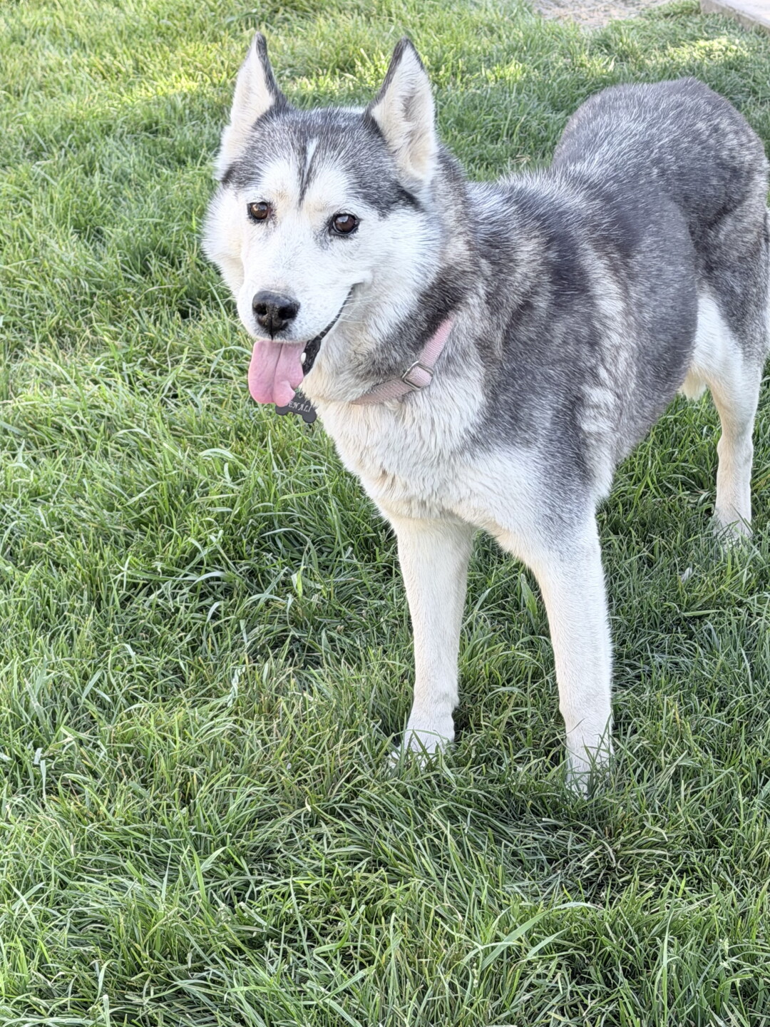 husky 2.jpg