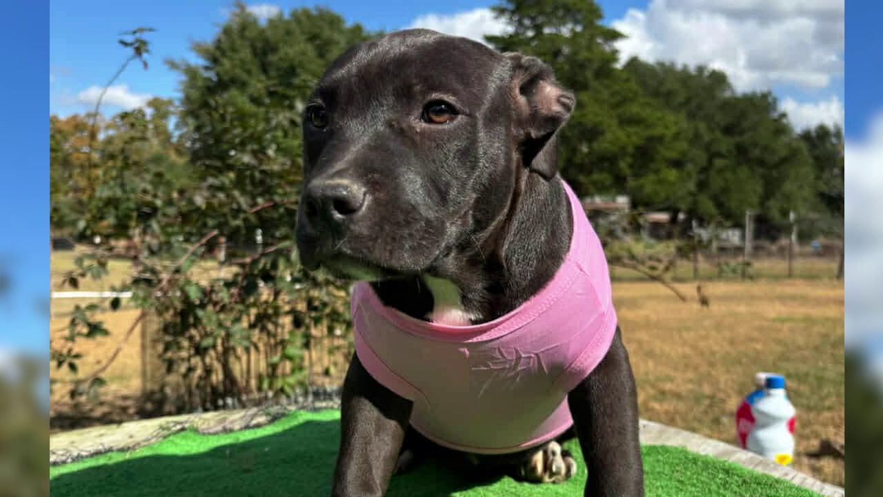 Montana Pittie Project