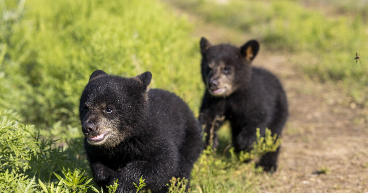 Baylor prepares to welcome new cubs to campus - Vimarsana News