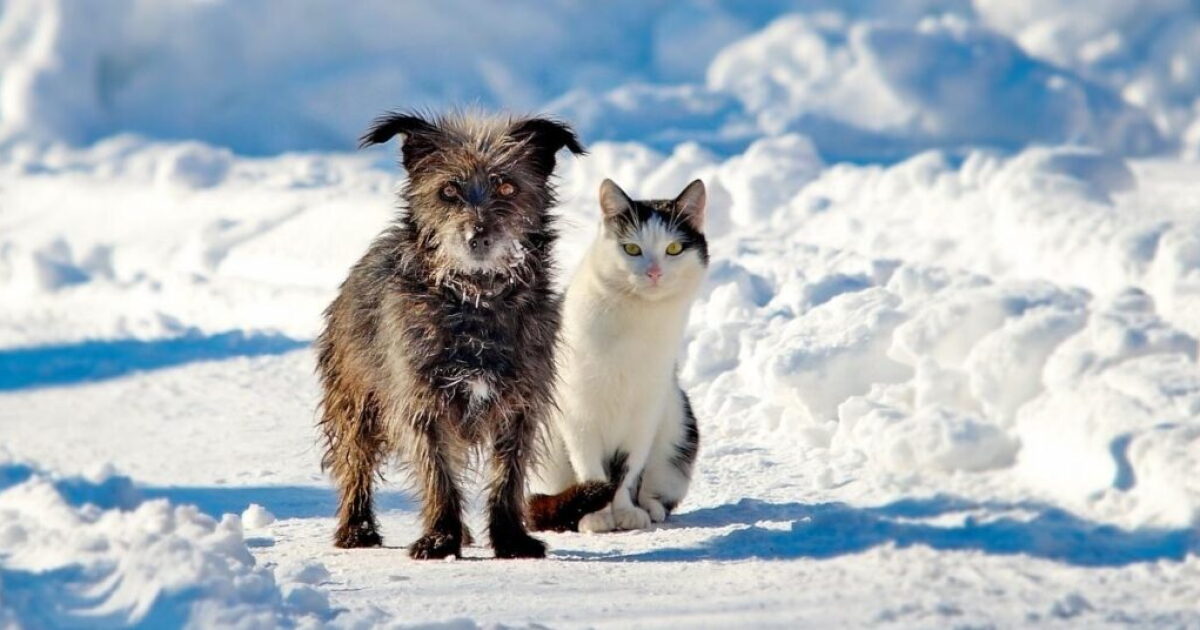 What you need to know: SPCA releases winter safety tips for pets - Vimarsana News