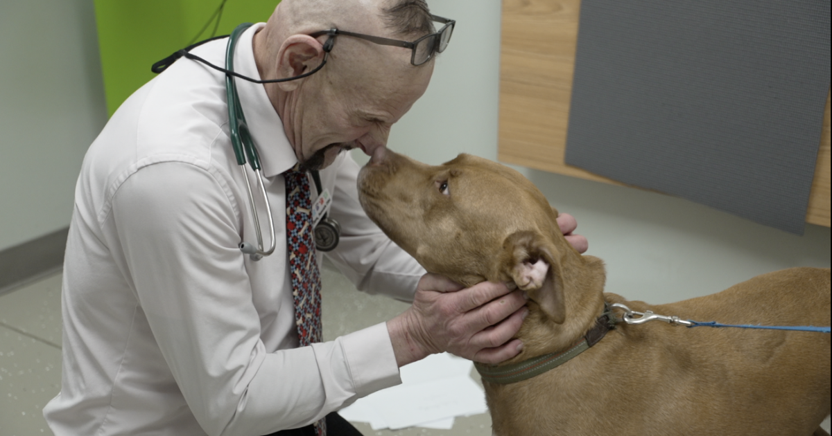 Silent Struggles: Irish Vets Speak Out on Mental Health Crisis in the Profession