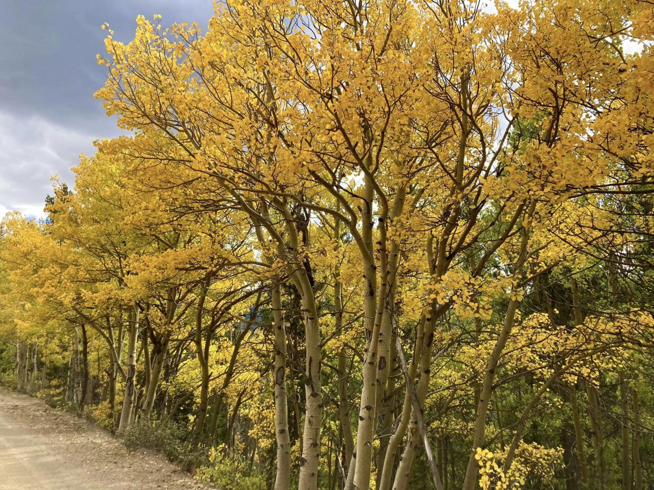 Boreas Pass | Lori Ann Richter