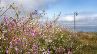 Flowers continue to bloom across the Central Coast