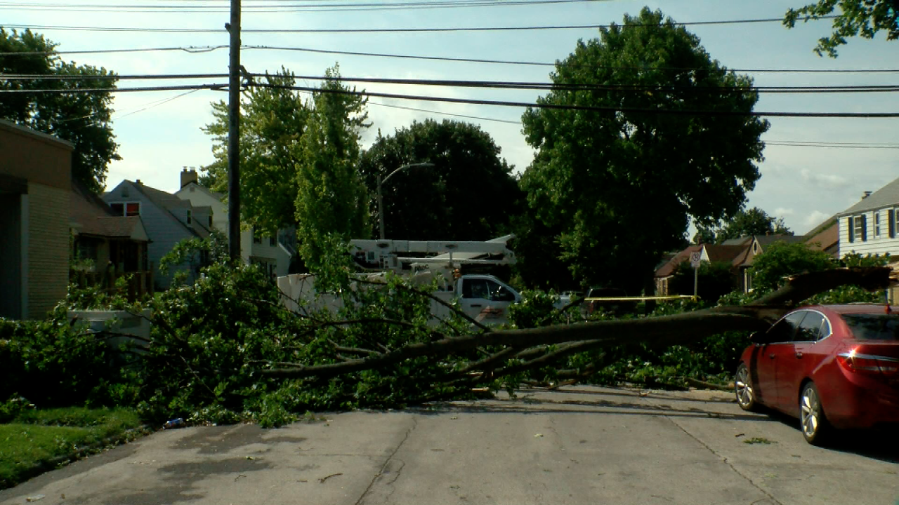 A tree collapsed