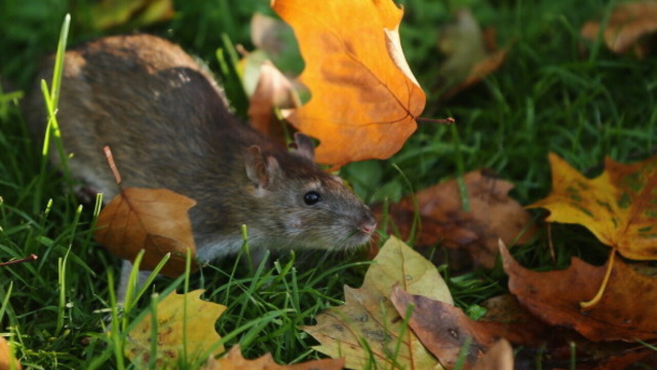 Rats! Milwaukee ranked 21st rattiest city
