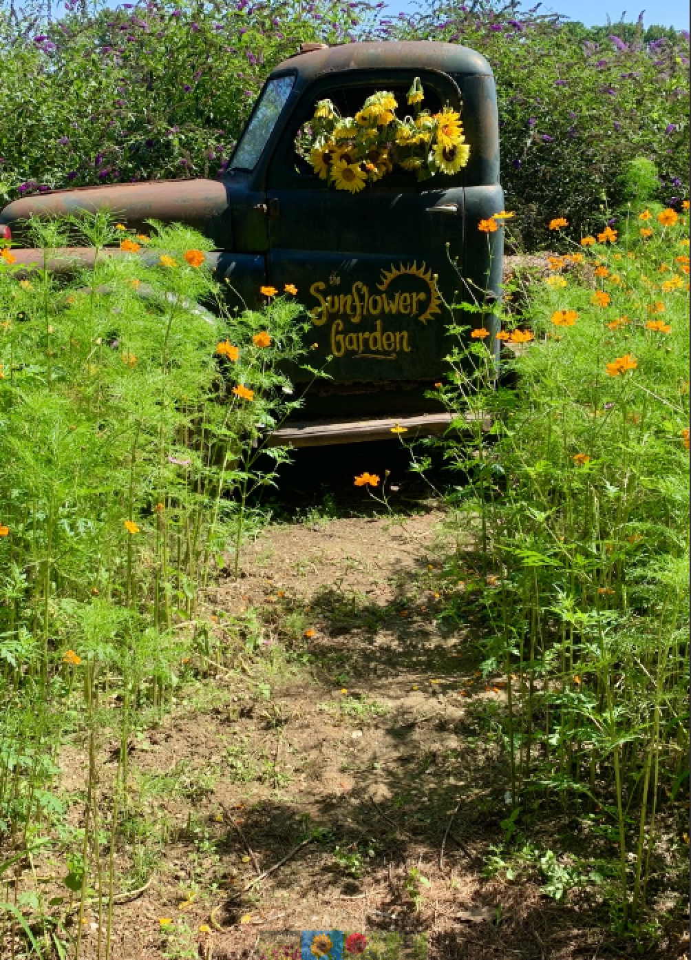Trips That Make Cents Sunflower Gardens in Westminster