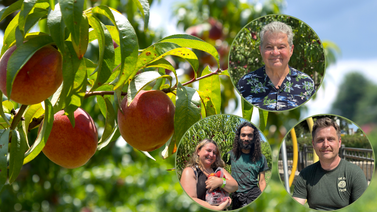 Peach season