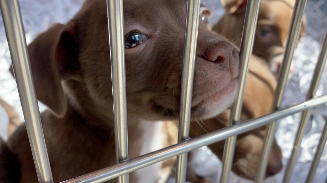 puppy rescued from suitcase.png