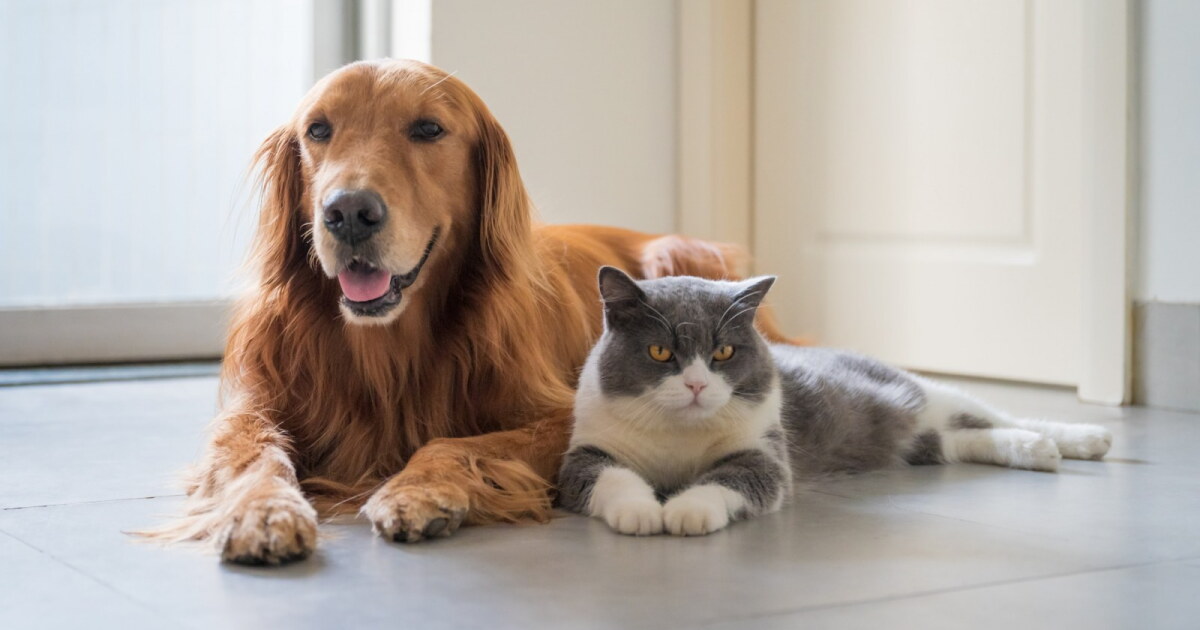 People Assisting Animal Control receives grant to increase veterinary access - Vimarsana News