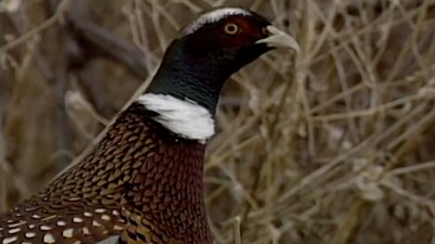 pheasant fwp.jpg