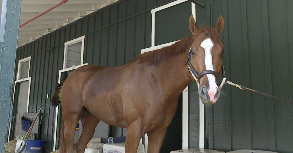 Mage magical ahead of 148th Preakness Stakes - Vimarsana News