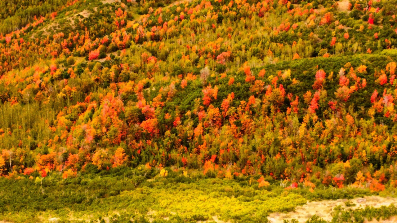Fall Foliage 2026b.png