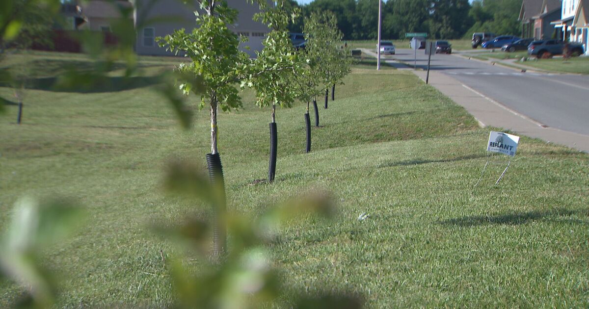 Girl Scouts replant trees on campus, contribute to healthier community
