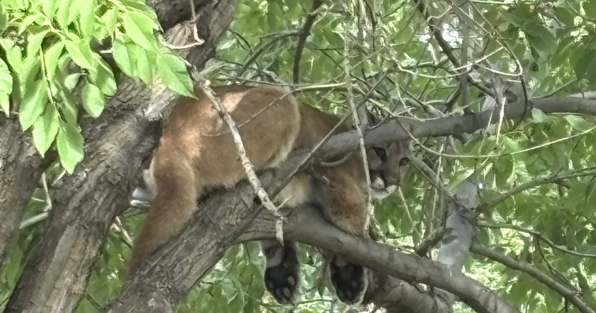 Mountain lion in tree closes street in Westminster, residents told to avoid area