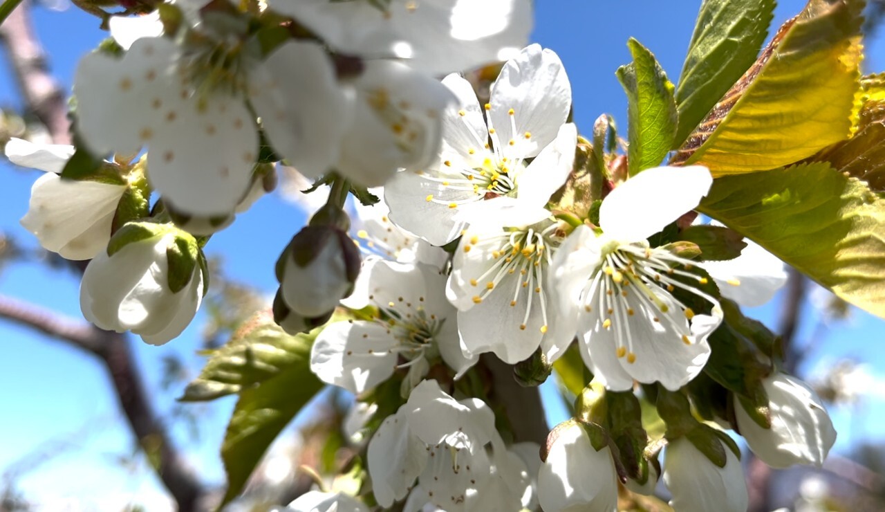 Flathead Cherry Blossoms