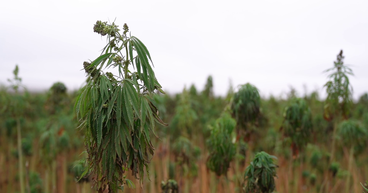 Montana Ag Network: farmer ventures into the hemp industry - Vimarsana News