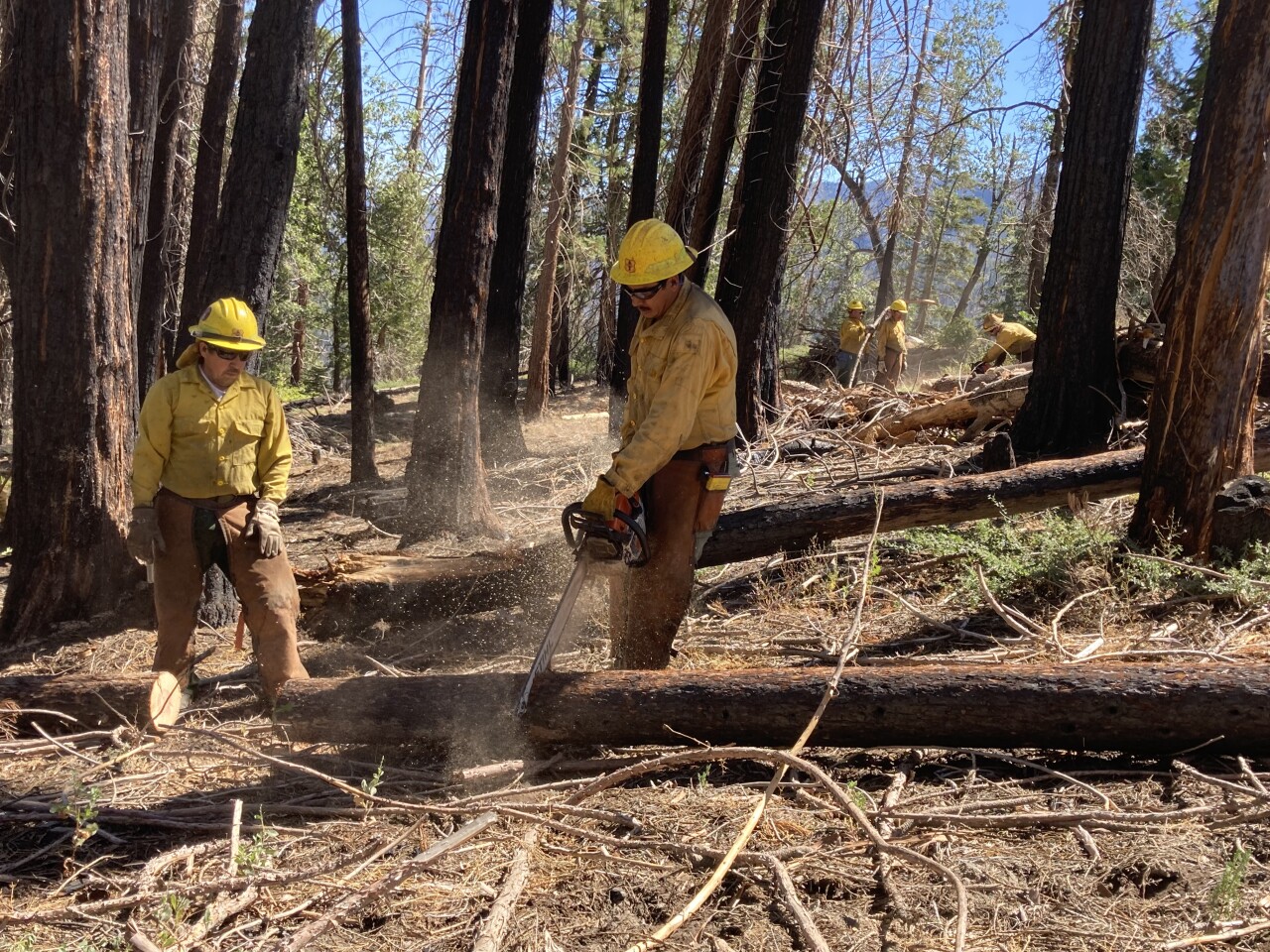 Sequoia firefighters clear hazard trees