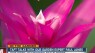 Paul James' alternatives to Valentine's roses
