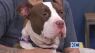 Purrfect Pet of the Week: 11/28