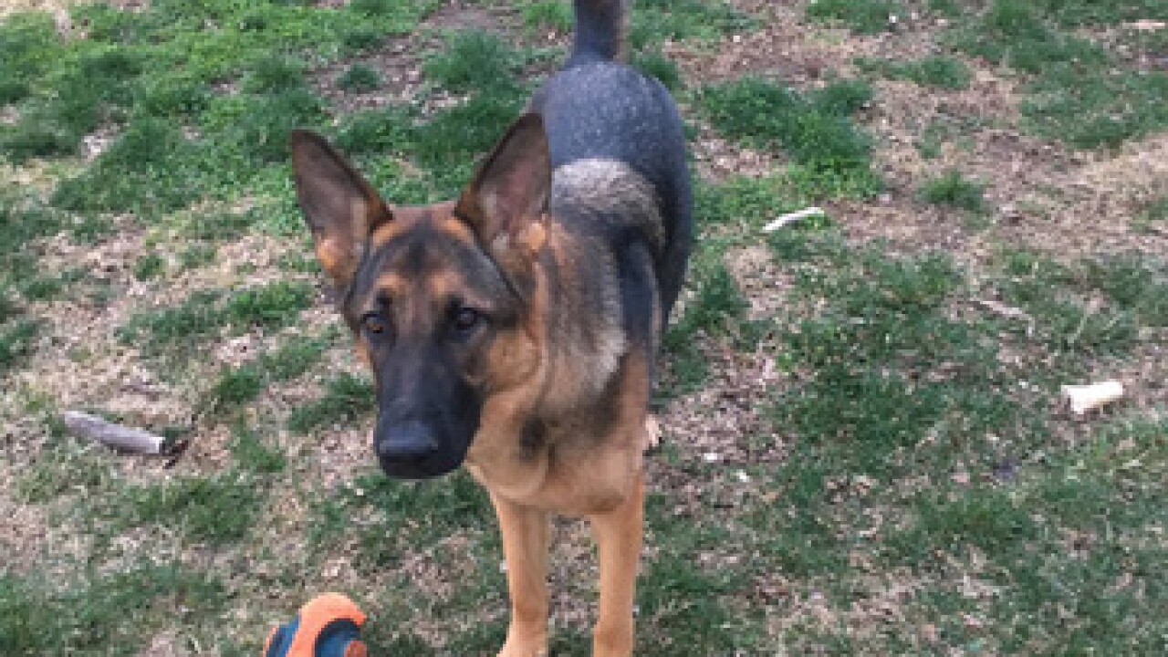 National Pet Day: KC shows off their pets!