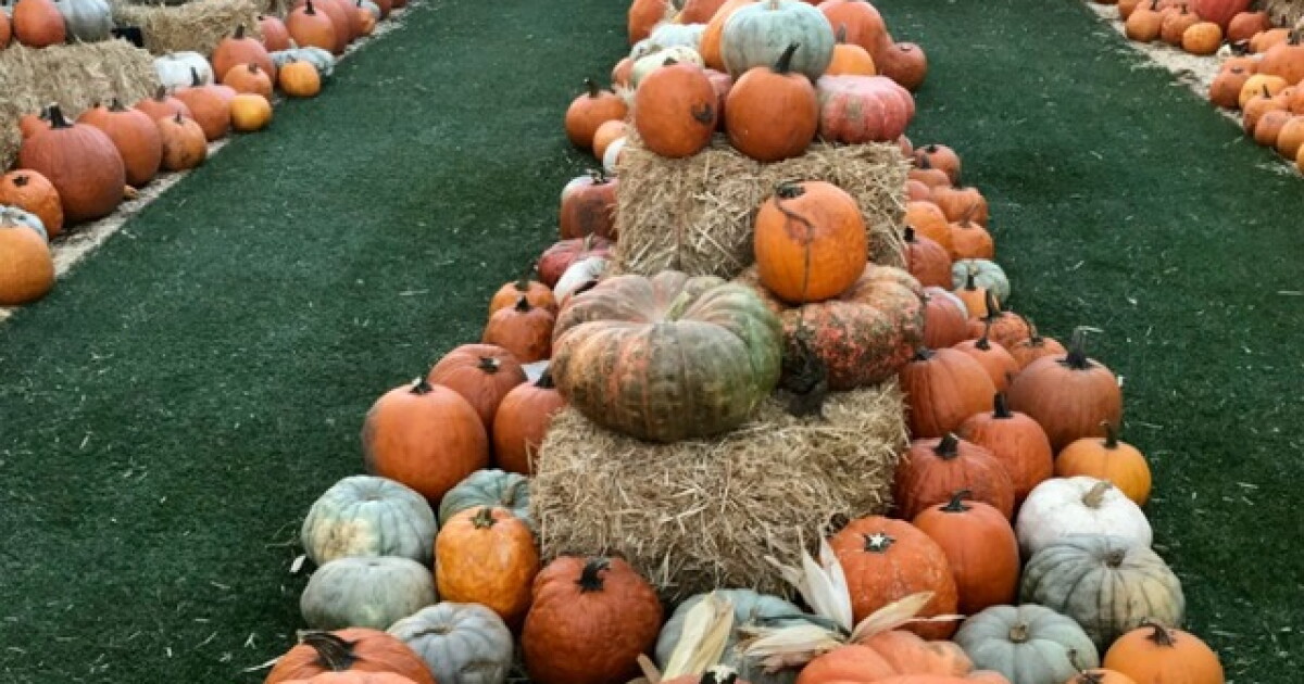 Deep Ridges Pumpkin $5 pumpkins for sale at Desert Ridge Marketplace