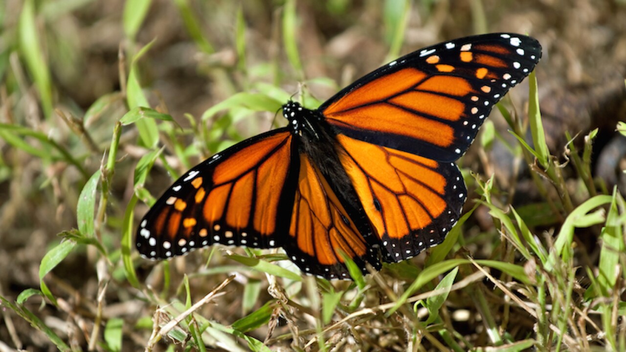 Monarch Butterfly
