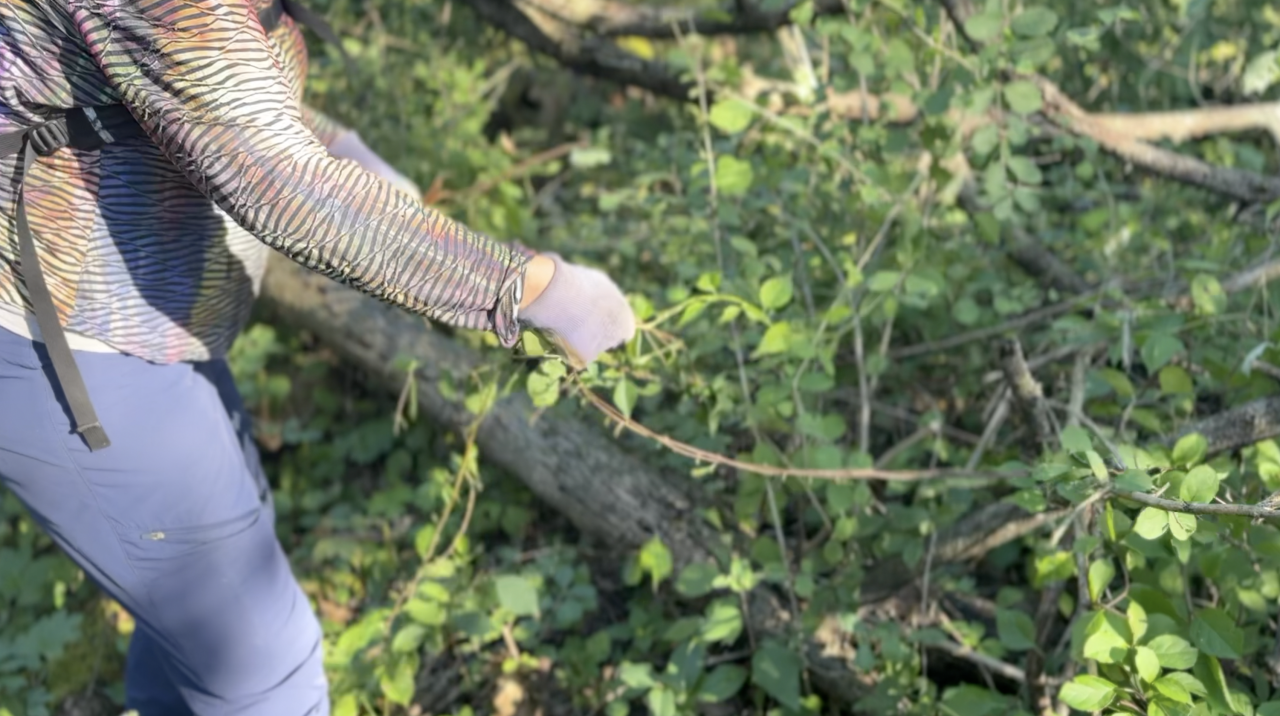 Shorewood Nature Preserve seeks volunteers for restoration effort
