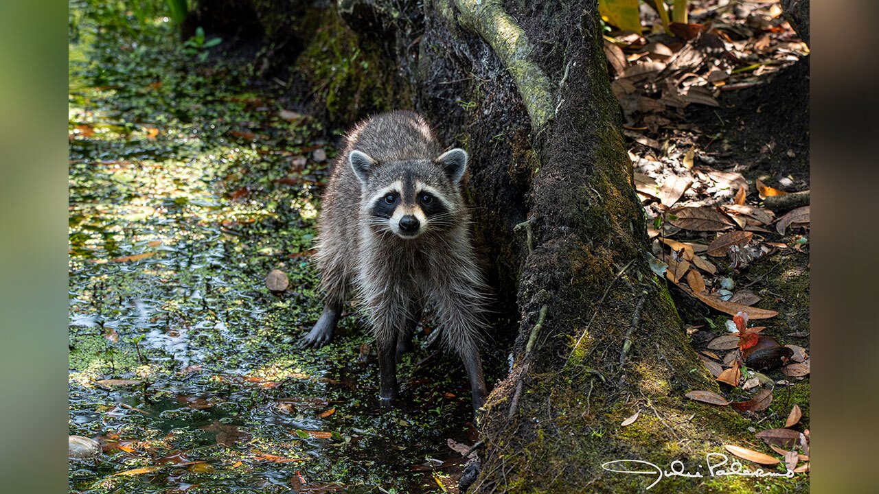 19-Raccoon-1-Julie-Palmero.jpg