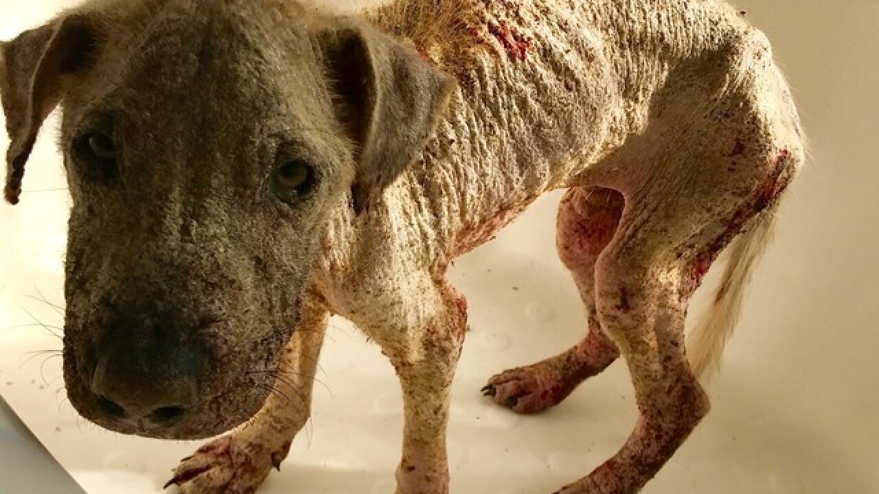 Rescue pup goes from meek to mighty