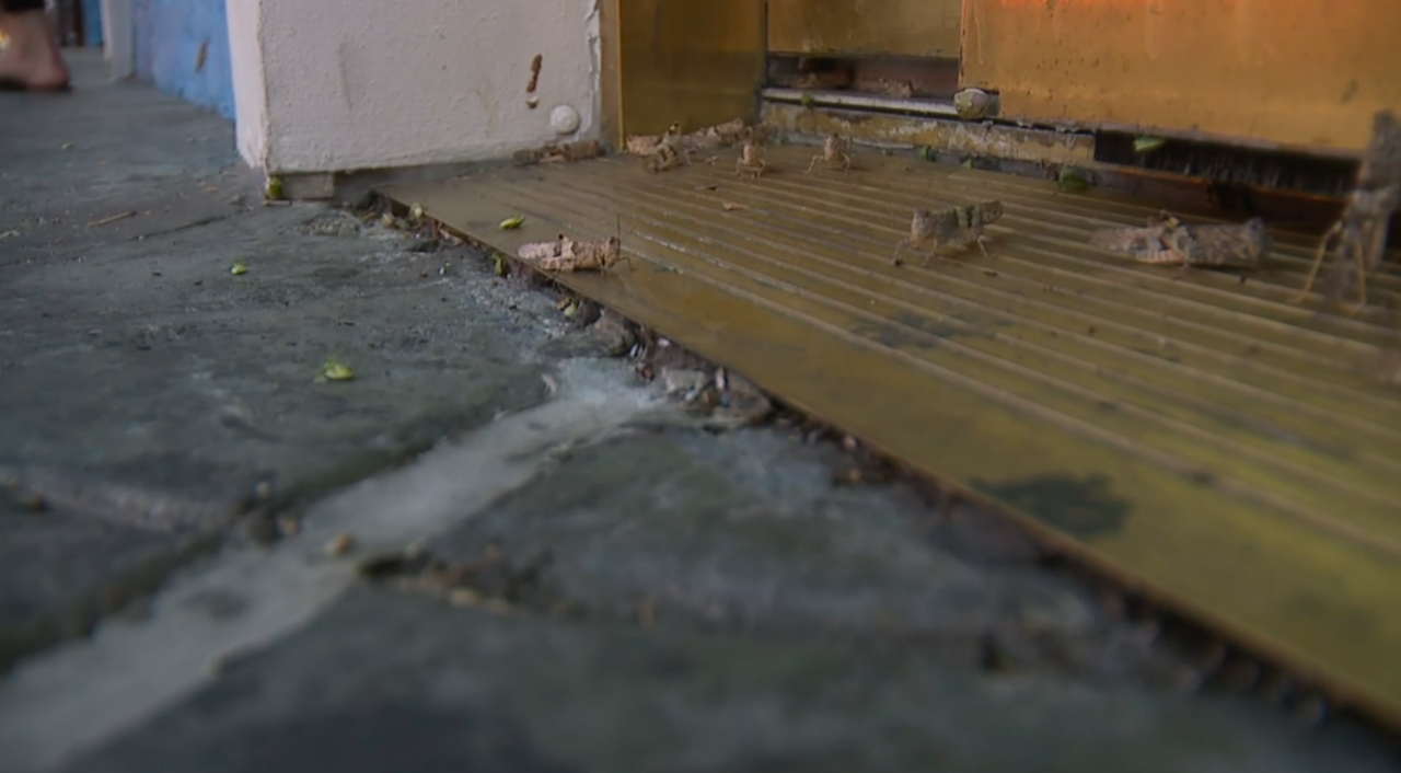 Grasshoppers arrive early in Las Vegas, warning of scorpion increase