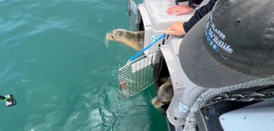 seal pups.jpg