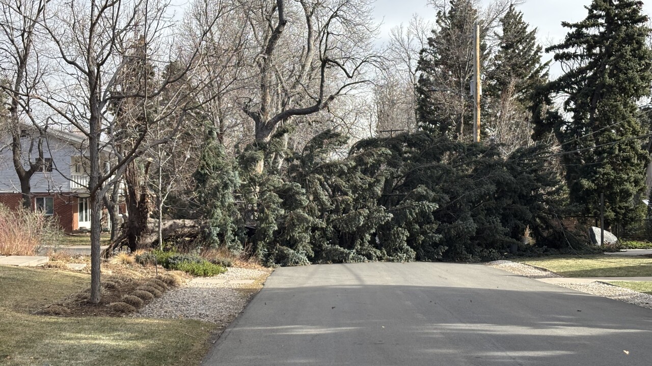 spruce tree down boulder.jpeg