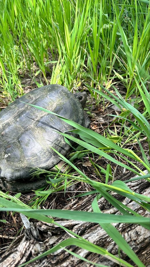 Westminster snapping turtle_5.jpg