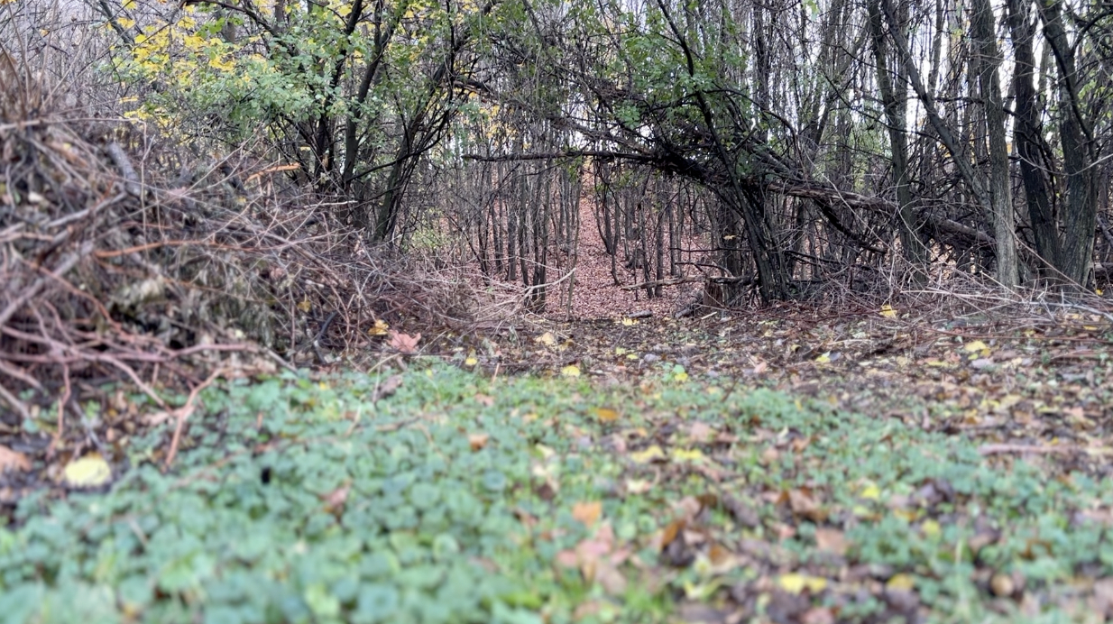 GRAND RAPIDS DEER 8.png