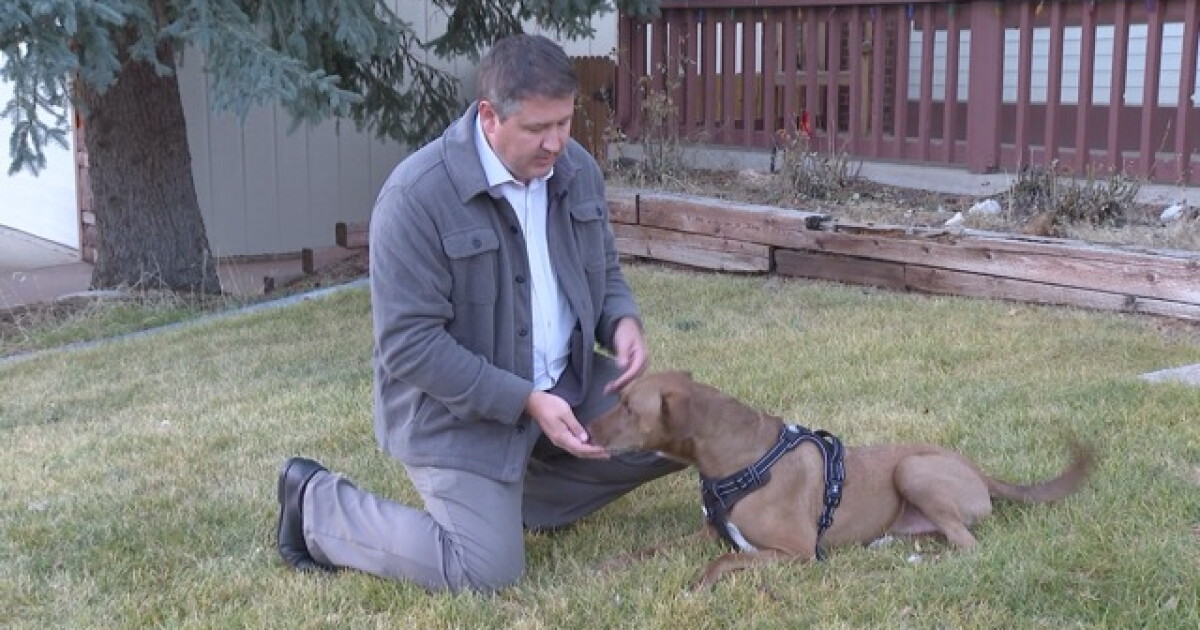 Safe dog boarding for the holidays - Vimarsana News