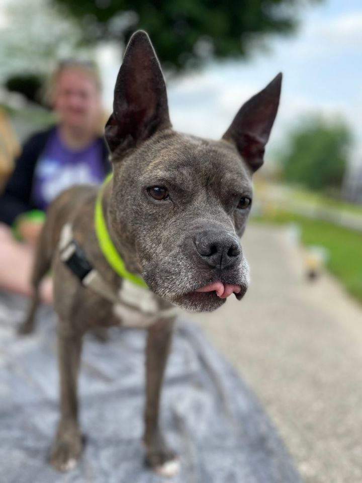 Clovis with tongue sticking out