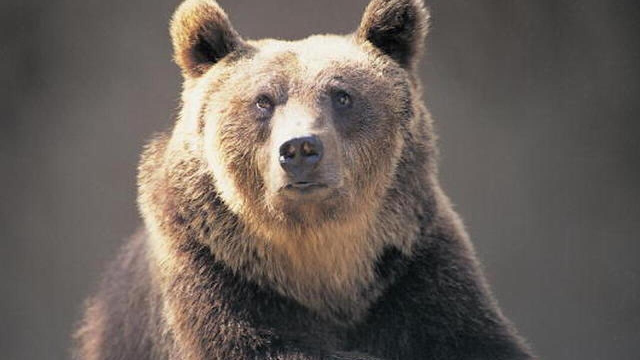 Woman has invasive bear killed, gets backlash