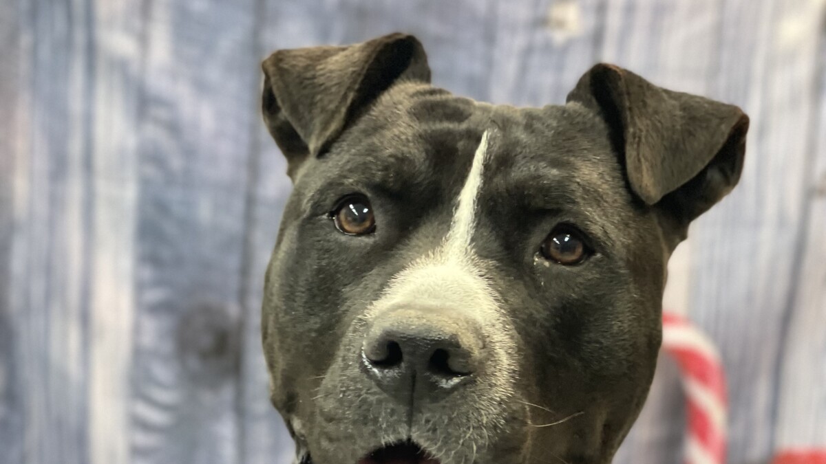 Pet Adoption Tuesday: Meet Ant Man!