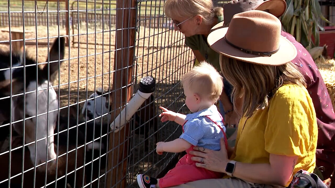 watching farm animals.jpg
