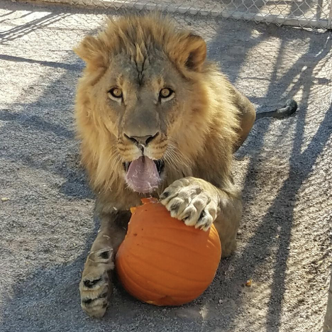 lion.png