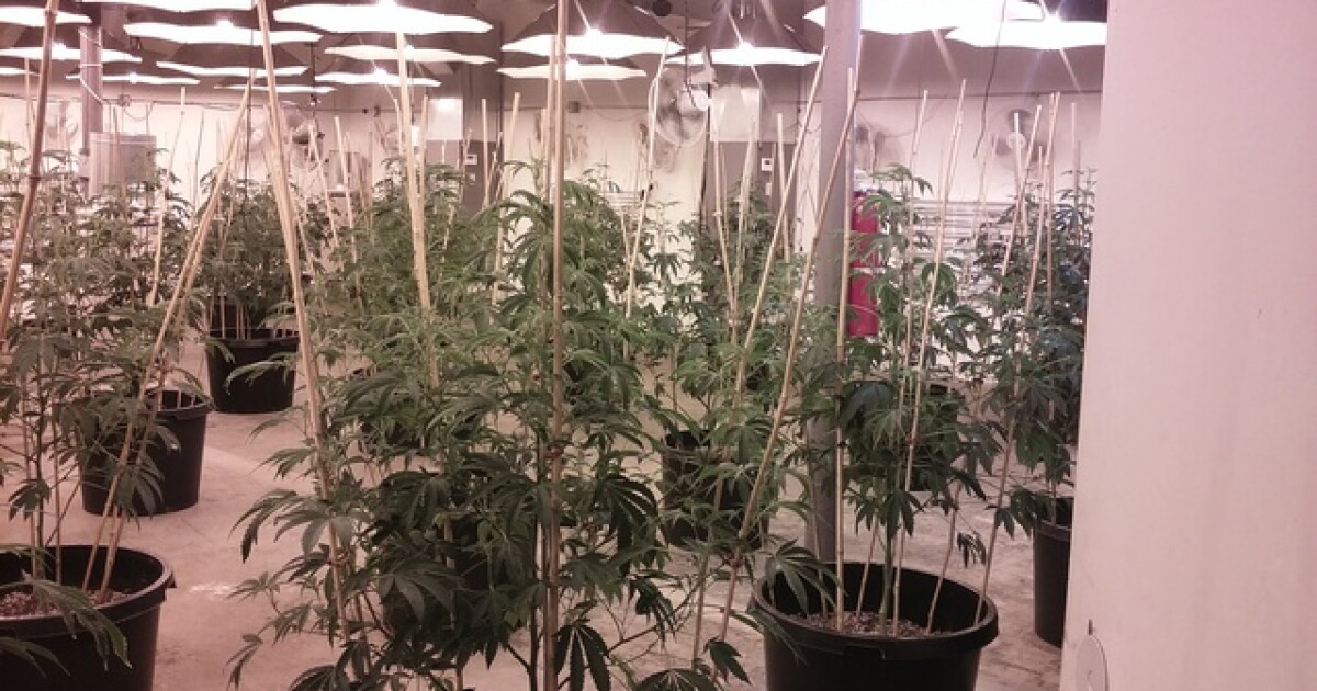 Illegal marijuana grow op found in building